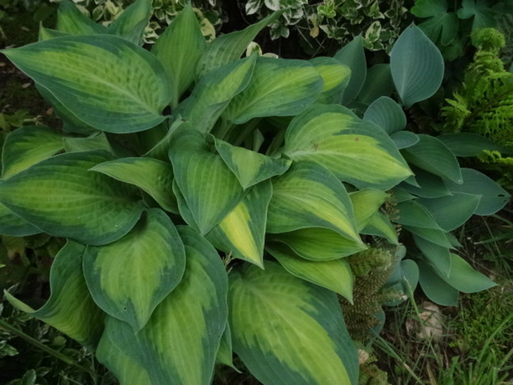 Hostas