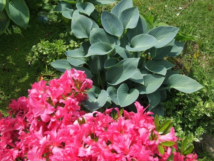 HOSTAS et AZALEES