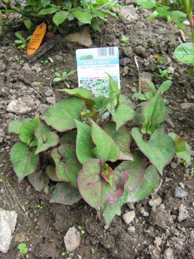 Houttuynia cordata