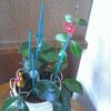 Plantes vertes