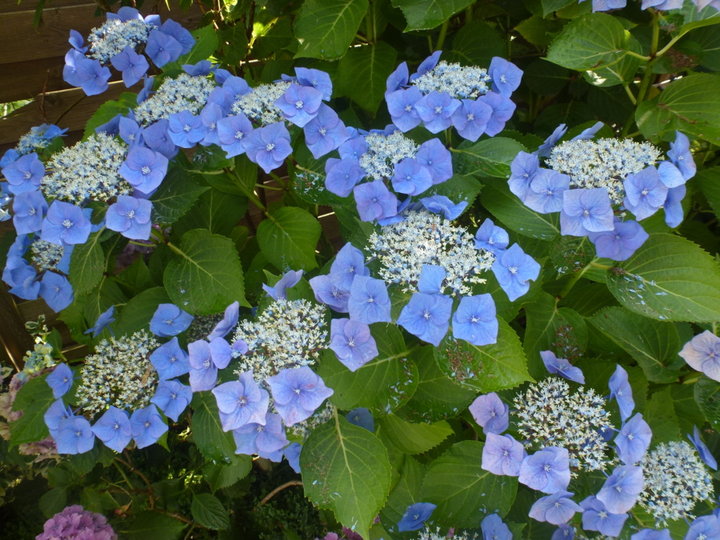 Hydrangea