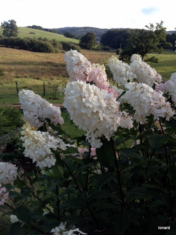 Hydrangea paniculata