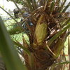 Trachycarpus Fortenea