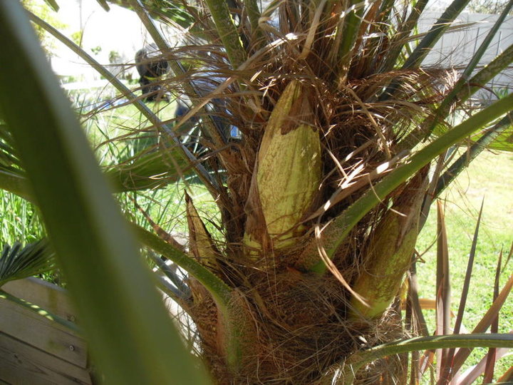 Inflorescence d'un trachycarpus 