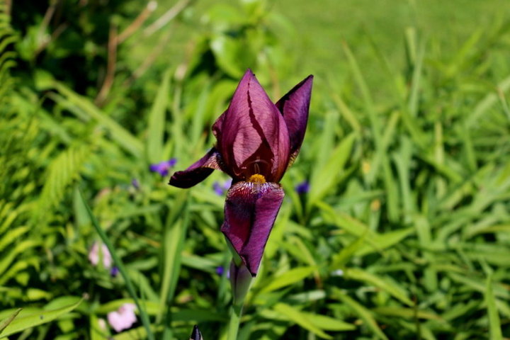 Iris