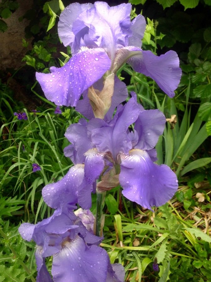 Iris