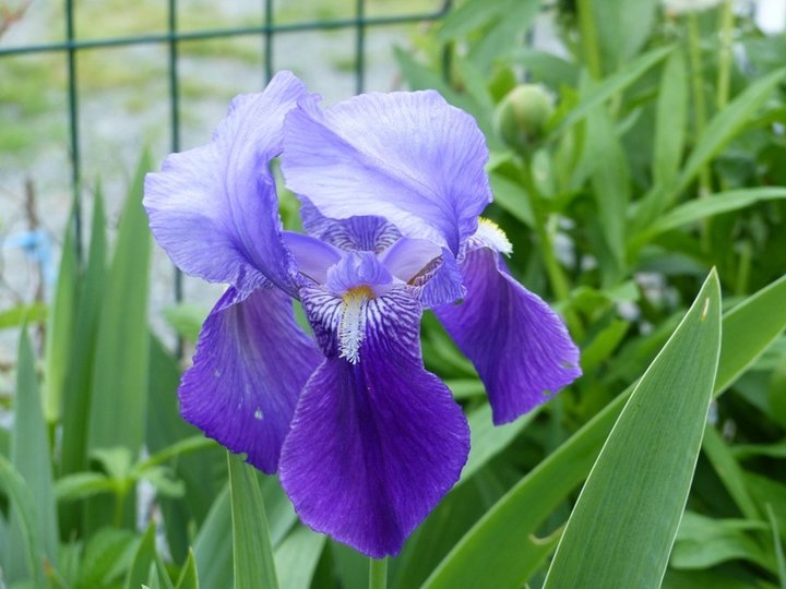 Iris