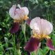 Les fleurs de mon jardin