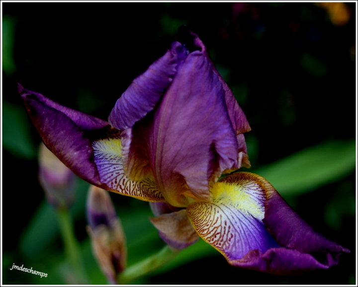 Iris