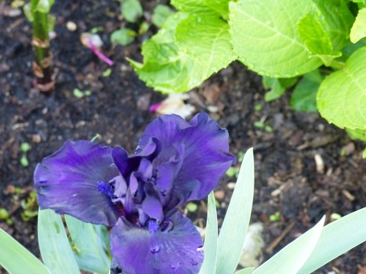 Iris bleu