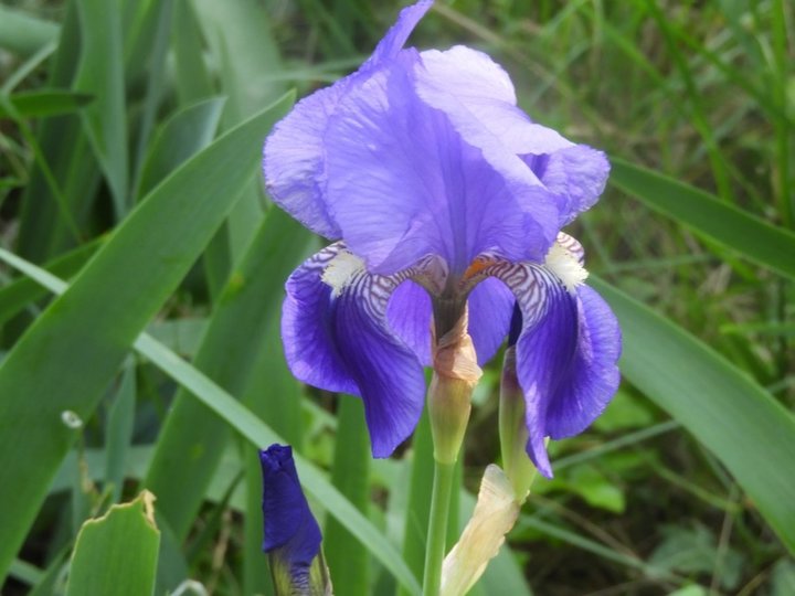 Iris bleu