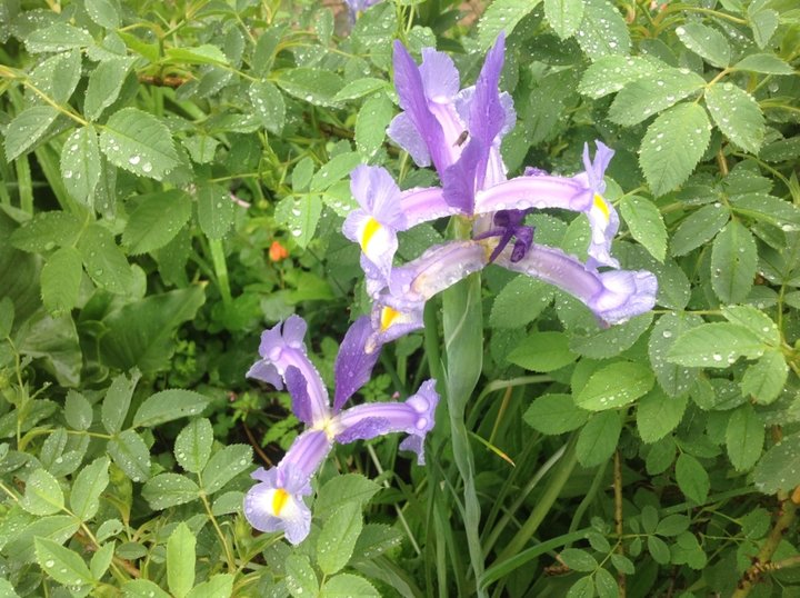 Iris de hollande