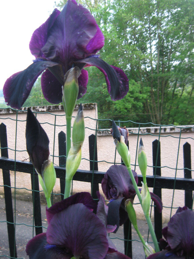 Iris germanica noir