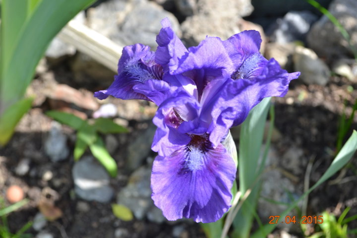 Iris nains