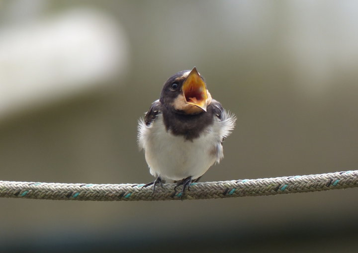 J'ai faim !!