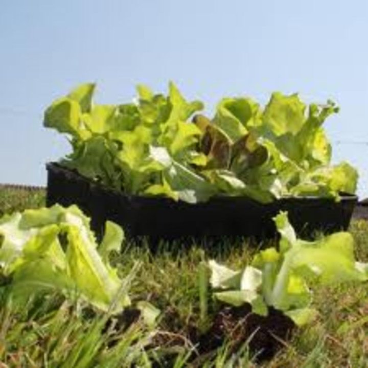 J est planter des salades.