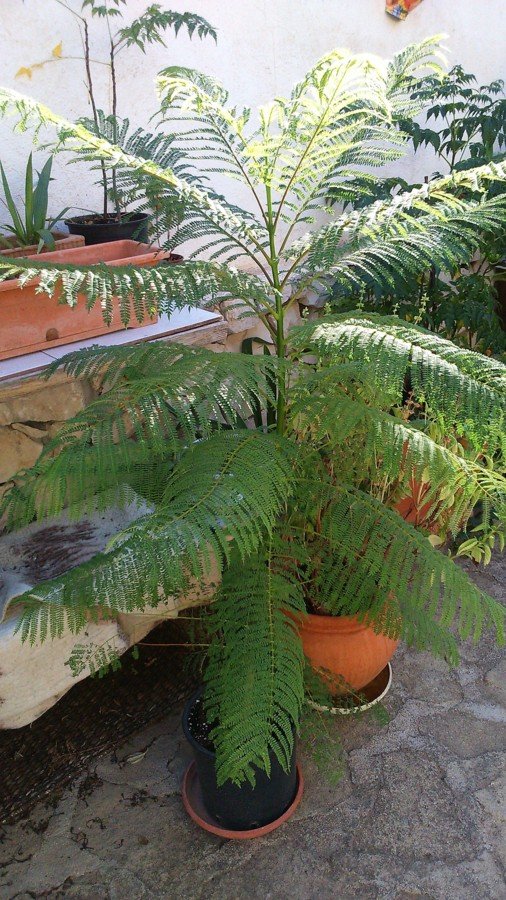 Jacaranda de deux ans en septembre