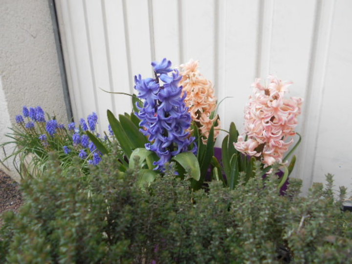 JACINTHES et MUSCARI