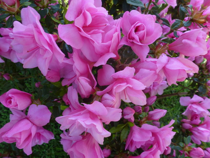 Jardin au printemps