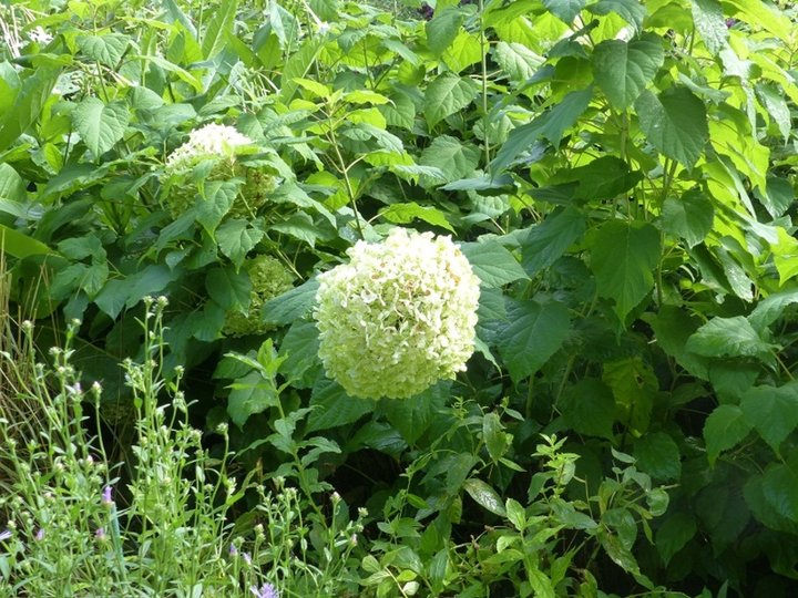 Jardin d'Apremont