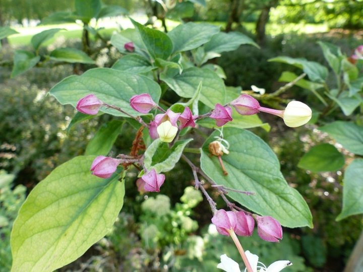 Jardin d'Apremont