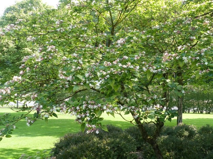 Jardin d'Apremont