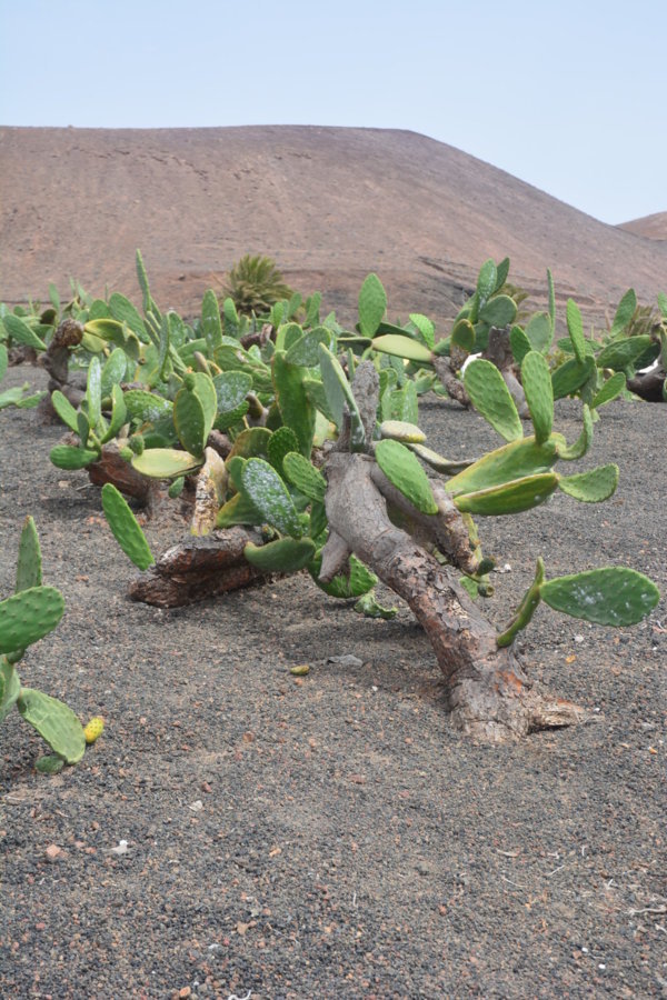 Jardin de cactus