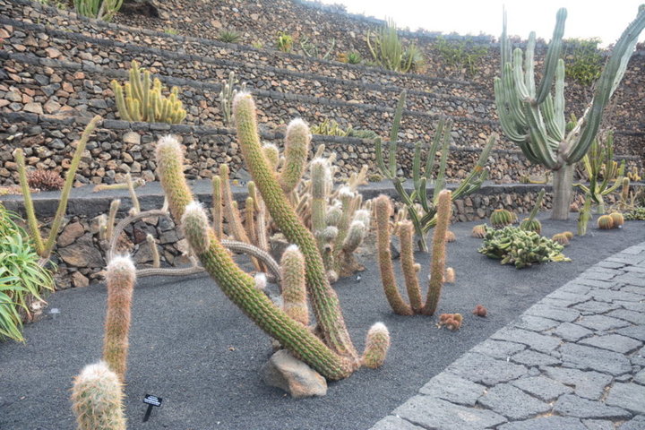 Jardin de cactus