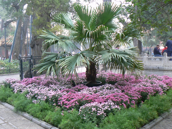 Jardin interieur de la cité