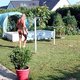 Récolte haricots