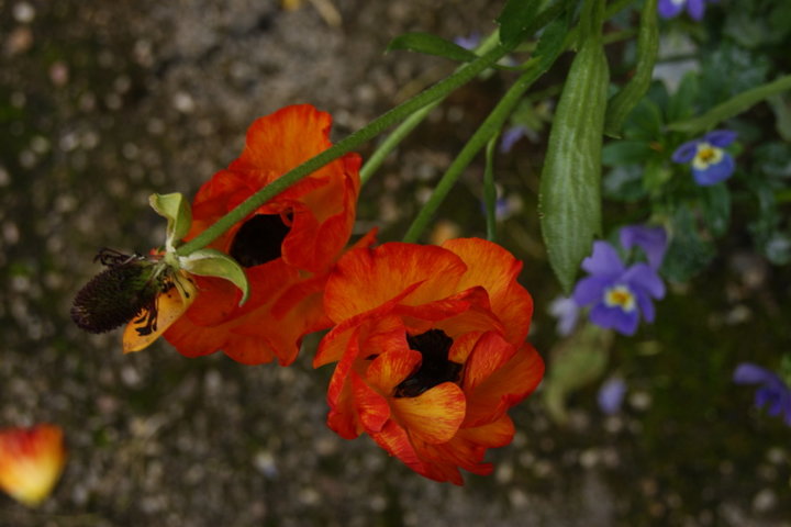 Joli coquelicot