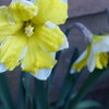 Fleurs