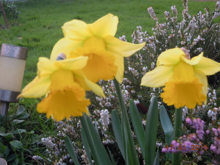 Jonquilles