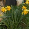 FLEURS DE MON JARDIN  1er trimestre 2020