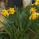 FLEURS DE MON JARDIN 1er trimestre 2020