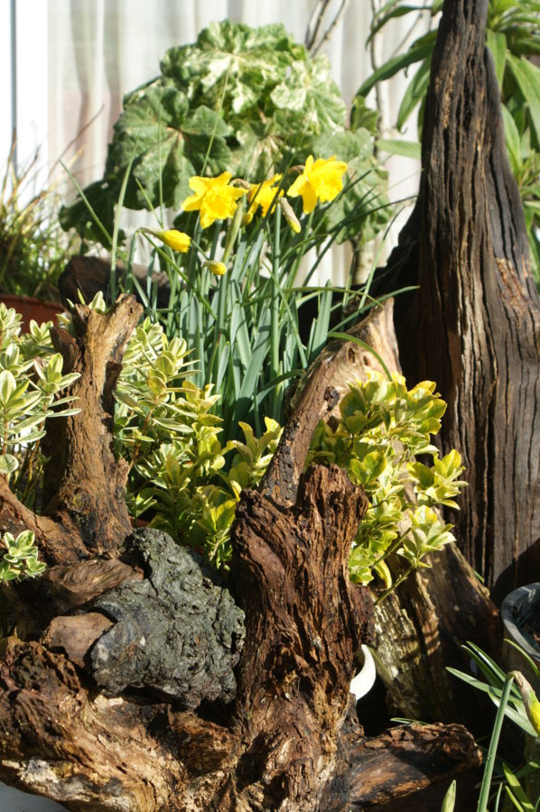 Jonquilles haut perchées