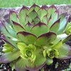 Me premier jardin