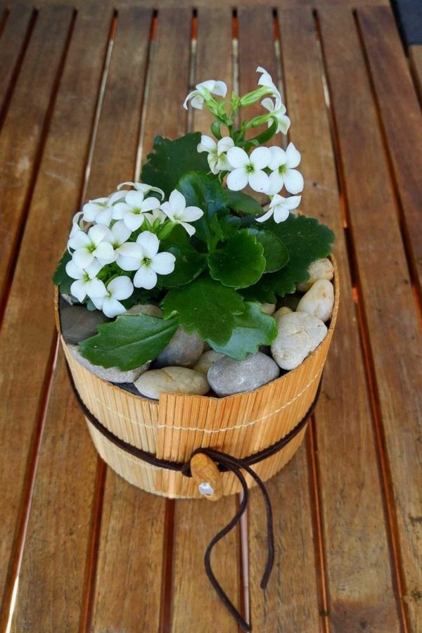 Kalanchoé Blossfeldiana