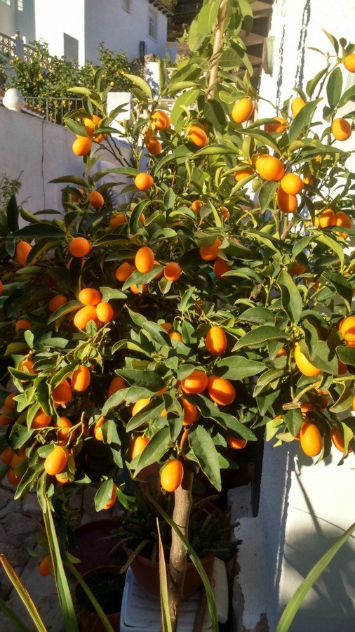 Kumquat aujourd'hui