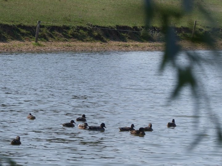 L'étang, les canards