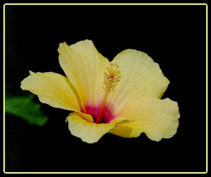 L'hibiscus jaune