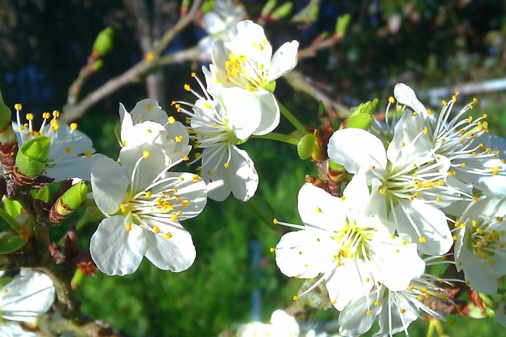 La Fleur du Mirabellier