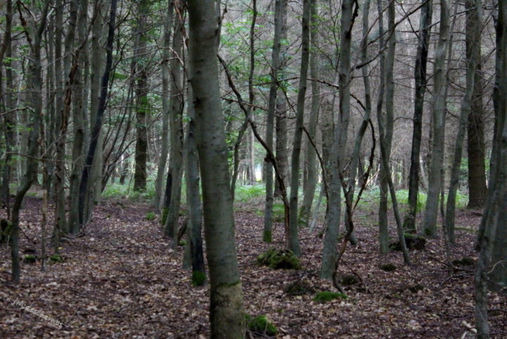 La Forêt