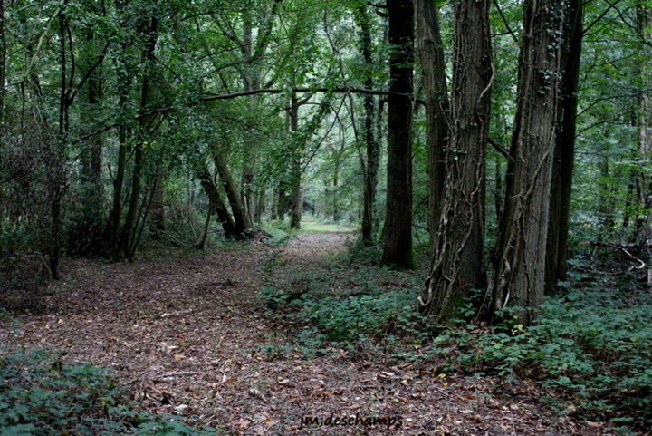 La Forêt