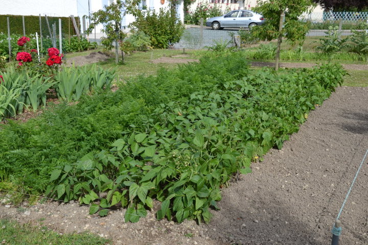 La parcelle carottes et haricots