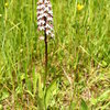 Orchid&eacute;es sauvages 