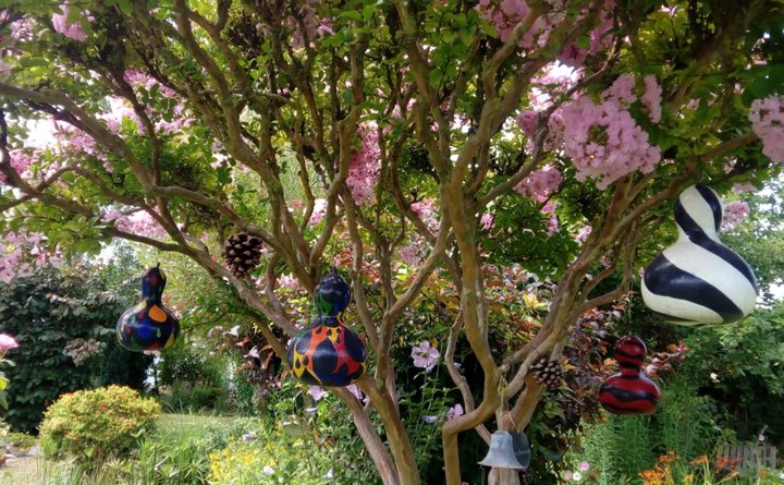 Lagerstroemia (lilas des indes)