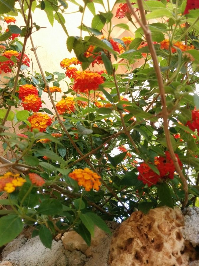 Lantana