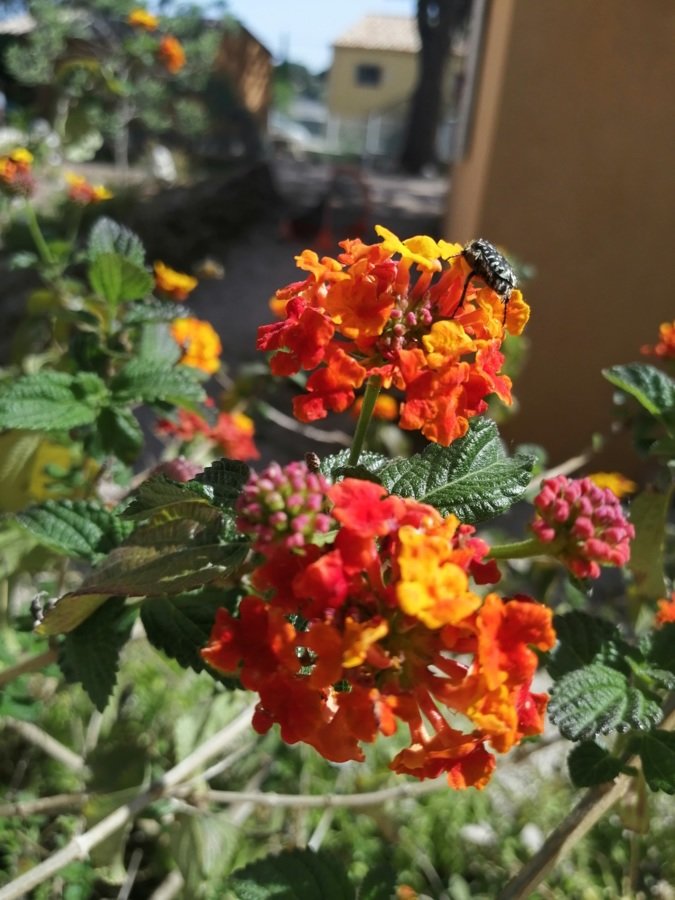 Lantana