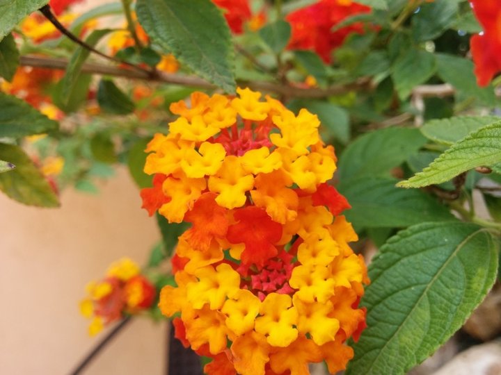 Lantana camara